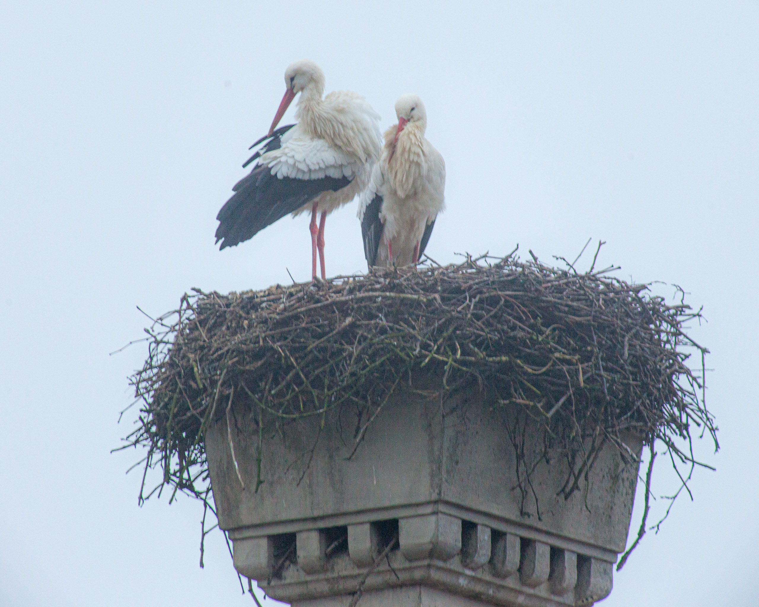 20120225075438 IMG 3461